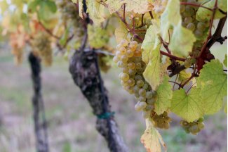 vino